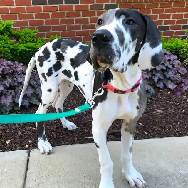 ss dog hook application.webp